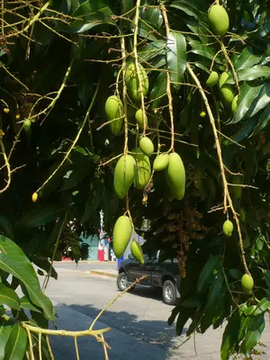Mangos en Actopan Veracruz