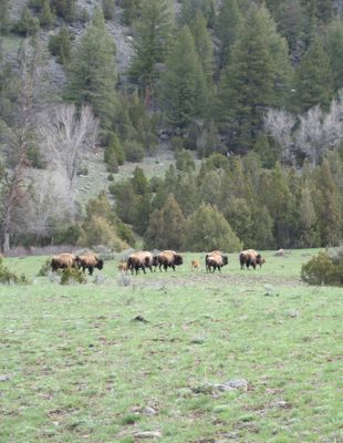 Yellowstone bison with young calves 2