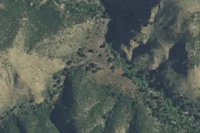 Ant