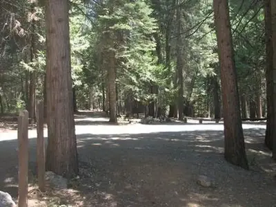 Black Oak
