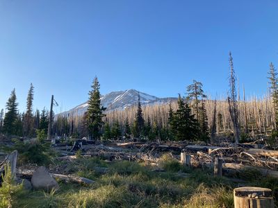Mount Adams surrounded by forest 03