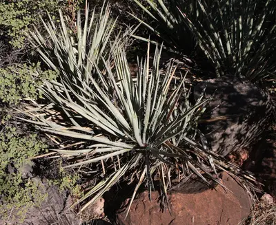 Yucca baccata - Flickr - brewbooks
