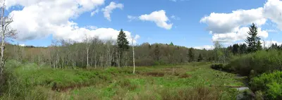 Cranberry Glades (5758220523)