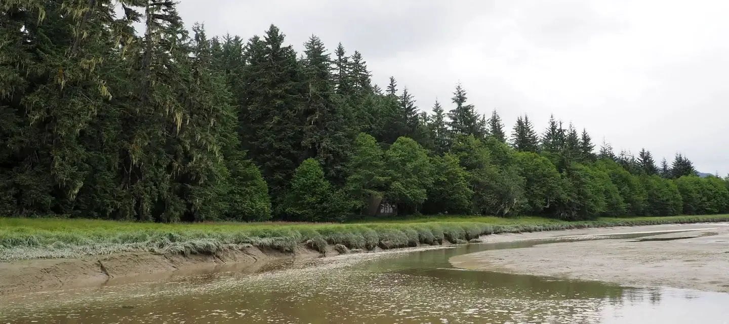 Slough leading up to the cabin with trees in background
