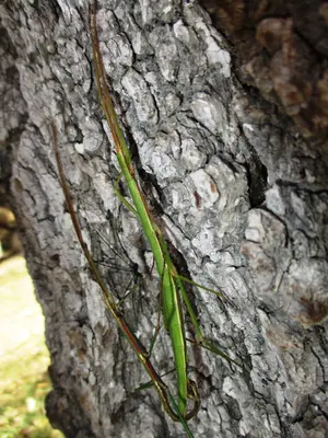 Pseudosermyle tridens