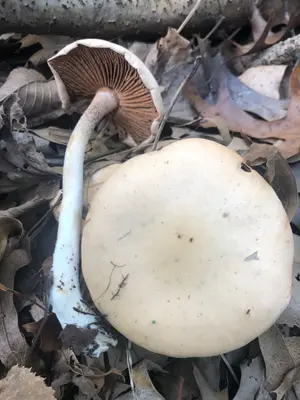 Hebeloma hiemale 164684908