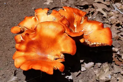 Mushrooms South Shore Lake Bastrop Texas 2026