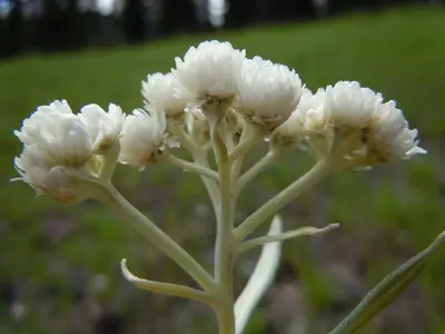 Antennaria anaphaloides (8043552094)