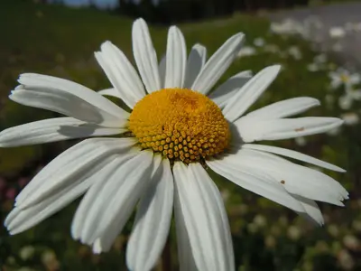 Leucanthemum vulgare (8043531994)