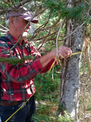 2015. Andy Eglitis measuring a tree during field work assessing long-term monitoring plots in subalpine fir stands affected by balsam woolly adelgid. Crater Lake National Park, Oregon. (27857863188)