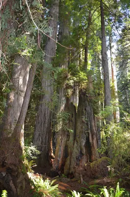 Redwoods in Humboldt - panoramio (4)