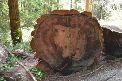 Redwoods in Humboldt - panoramio (8)