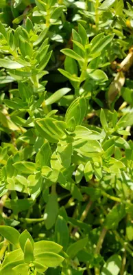 Honckenya peploides 146579820