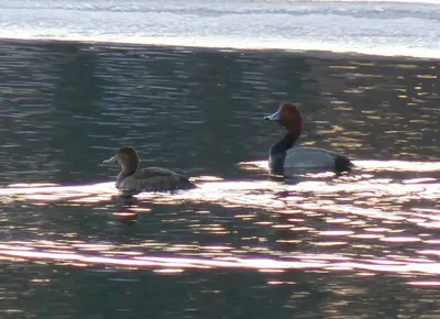 Redhead duck pair