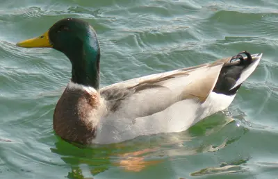 Mallard Anas platyrhynchos3