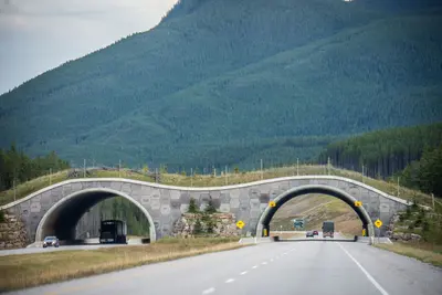 An animal crossing on the Trans-Canada highway - Banff (33866194421)