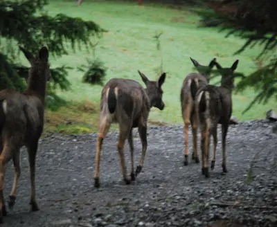 Herd of Deer-Olympic (23159278290)