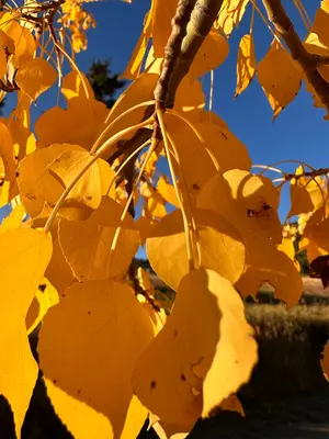 Fall Colors Beartooth RD CGNF, West Fork Rock and E Rosebud (52944109908)