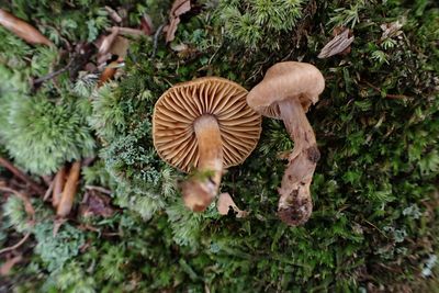 Cortinarius aureovelatus Bendiksen, K.Bendiksen & H.Lindstr. Observed in United States of America by Sigrid Jakob