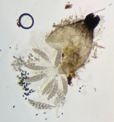 Podospora collapsa 195756115