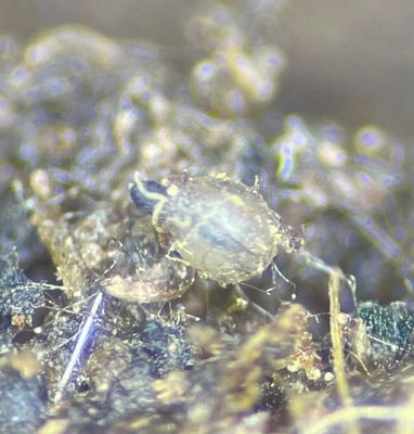 Podospora collapsa 195756095