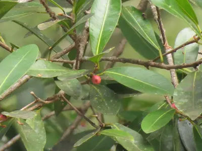 Ficus americana 111212304