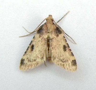 Aglossa costiferalis