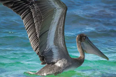 Pelican fishing (38765825350)