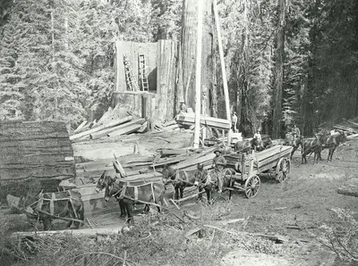 General-Noble-a-giant-sequoia-tree-in-Converse-Basin-Grove-loadingthewagon