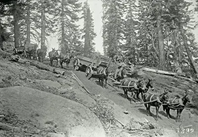General-Noble-a-giant-sequoia-tree-in-Converse-Basin-Grove-muleteam