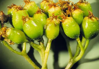 Sorbus scopulina (5087437283)
