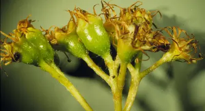 Sorbus scopulina (5087436613)