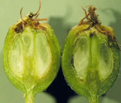 Sorbus scopulina (5087438059)