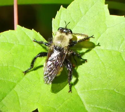 Laphria posticata 169739840