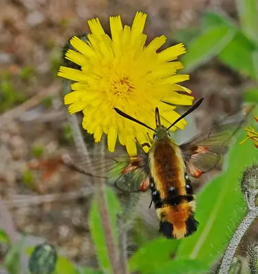 Hemaris aethra nectaring on dandelion