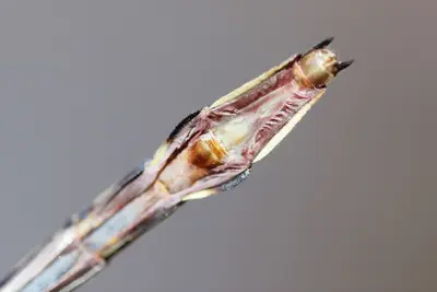 Stylurus spiniceps 154424115