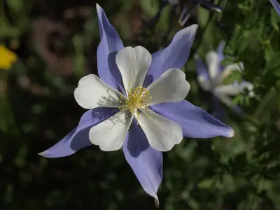 Colorado blue columbine, Aquilegia coerulea var. coerulea (23795070501)