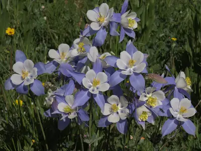 Colorado blue columbine, Aquilegia coerulea var. coerulea, with a morning visitor (23193233013)