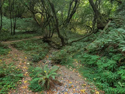 Under the California Bay Laurel Trees - Humbug Mountain State Park, Oregon 2