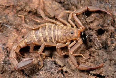 Arachnida, Scorpiones, F Vaejovidae, Pseudouroctonus or Serradigitus?? (3406423112)