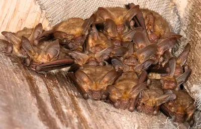 Antrozous pallidus (Pallid Bat) (3406423862)