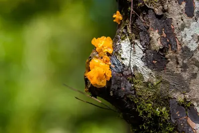 Tremella mesenterica 106596931