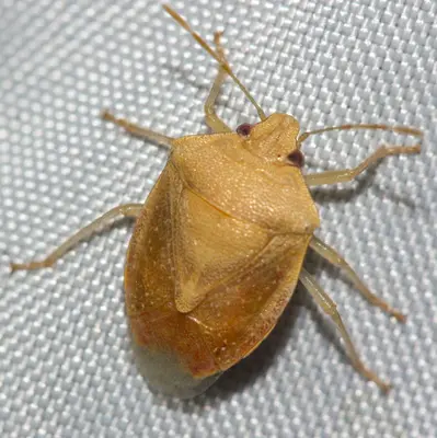 Thyanta planifrons