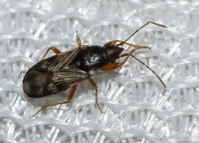 Ereminellus arizonensis