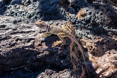 Crotaphytus collaris 184702201