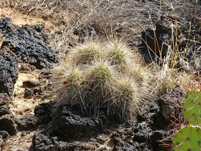 Echinocereus coccineus coccineus 15
