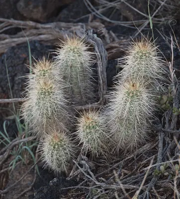 Echinocereus coccineus coccineus 6