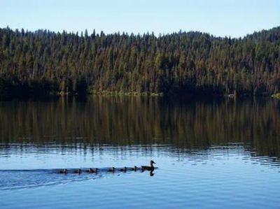 Sagehen Creek