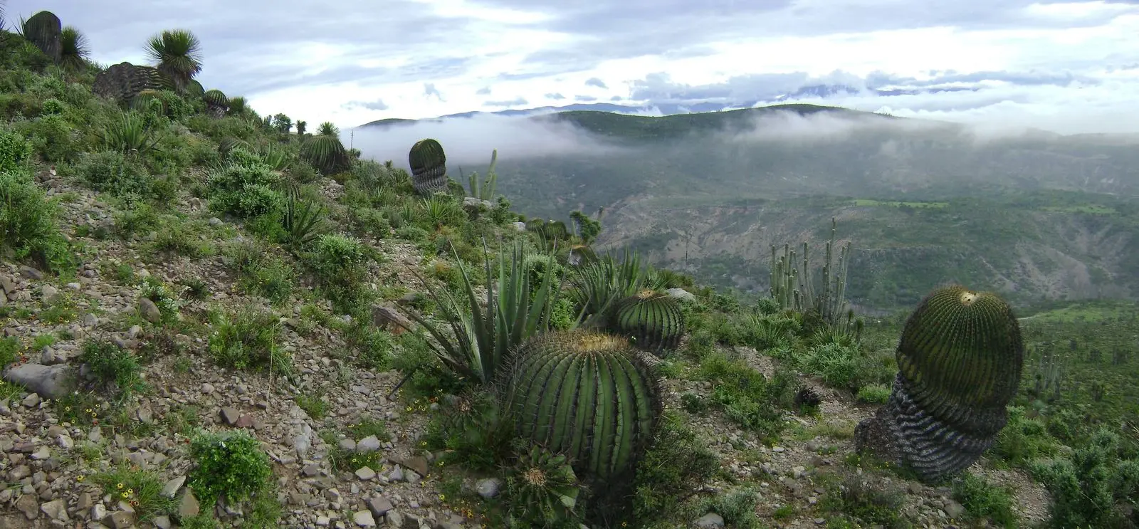 Photo of Reserva de la Biosfera Tehuacán-Cuicatlán