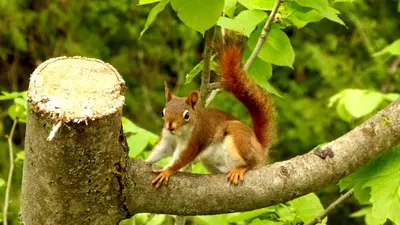 Red Squirrel 2